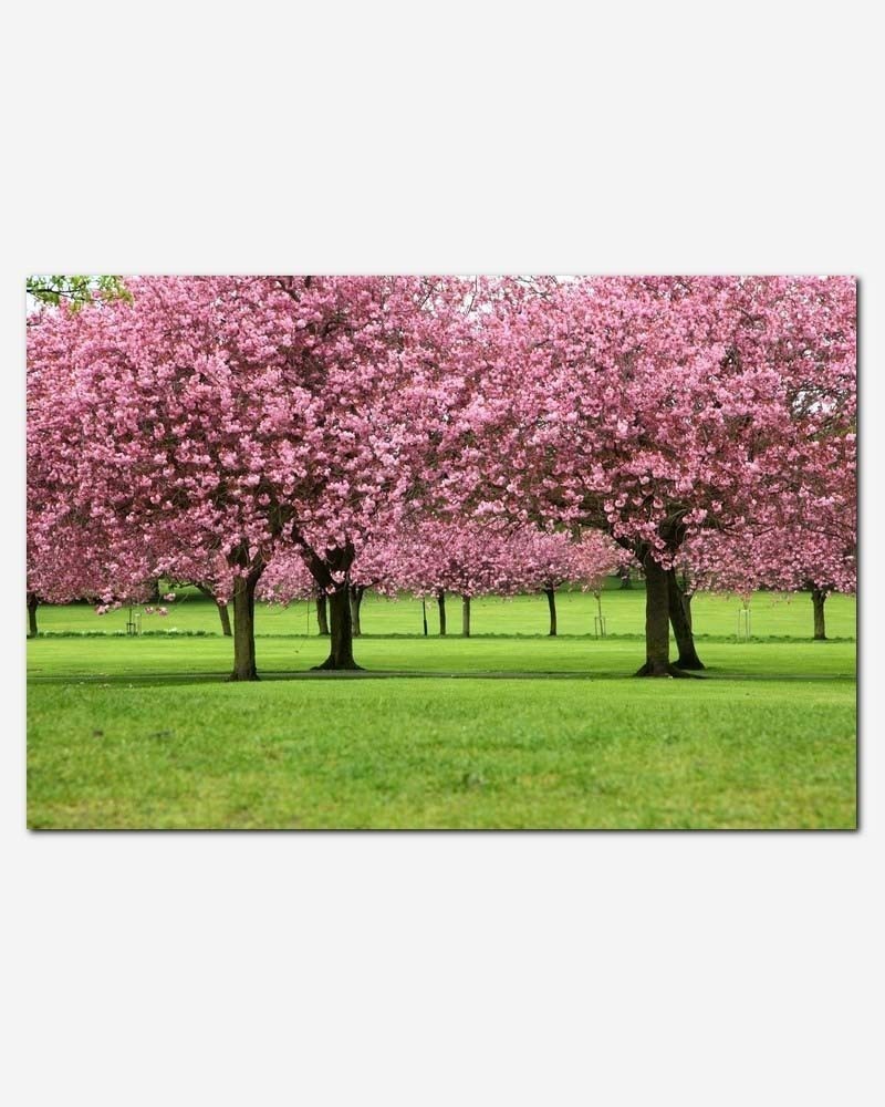 Cerejeiras em flor - Petr Kratochvil