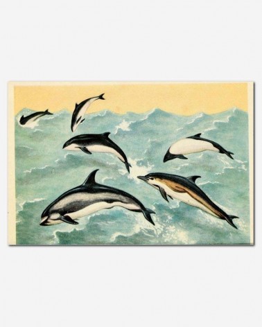 Golfinhos - Kennet Hultman