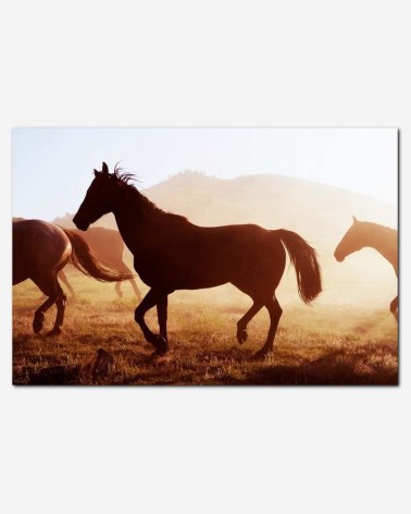 Página 2  Fotos Cavalo Careca, 75.000+ fotos de arquivo grátis de alta  qualidade