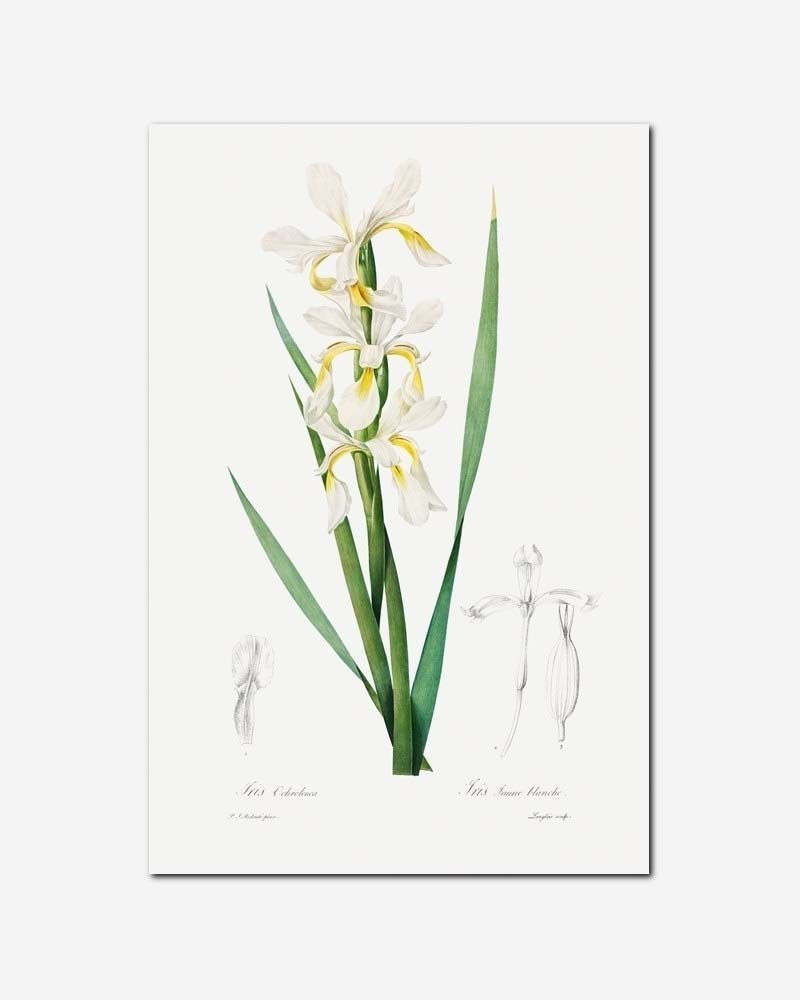 Gold-banded Iris - Pierre Redoute