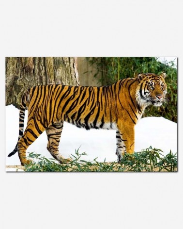 Tigre na floresta - Mehgan Murphy