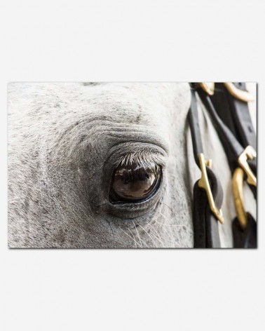 Olho animal - Lance Cheung