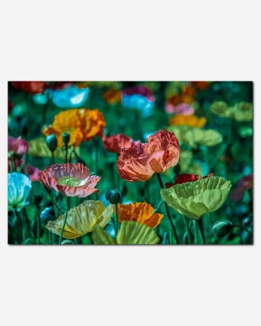 Flores coloridas - Lina Angelov