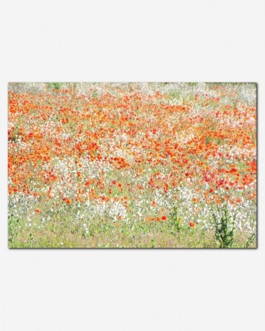 Campo de flores coloridas - Chris Child