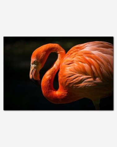 Flamingo em destaque - Thomas Griesbeck