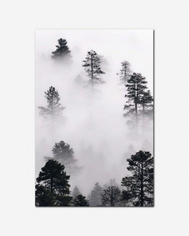 Árvores no nevoeiro - Brady Smith