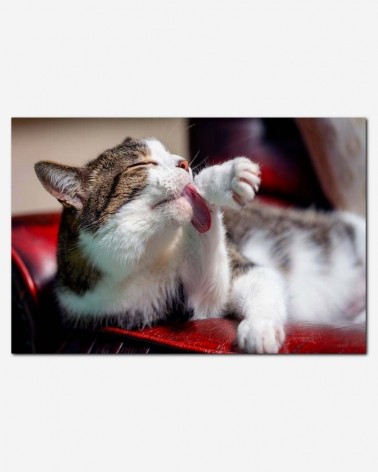 Gato doméstico