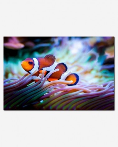 Peixe palhaço