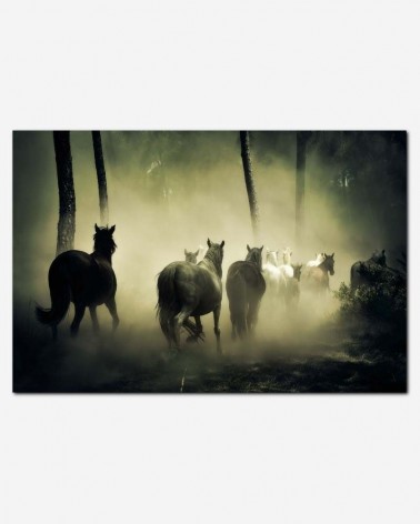 Grupo de cavalos selvagens