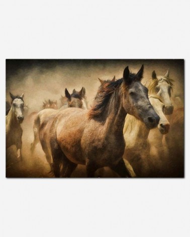Free herd - Cavalos selvagens