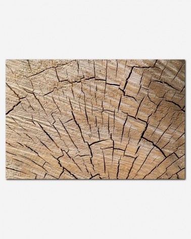 Tree Stump Texture - Petr Kratochvil