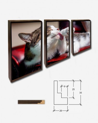 Trio Gato doméstico
