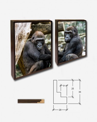 Duo Gorilas no zoo - Mehgan Murphy