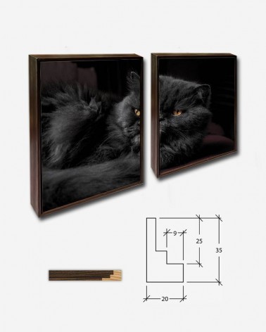 Duo O gato - Stefan Ivanov