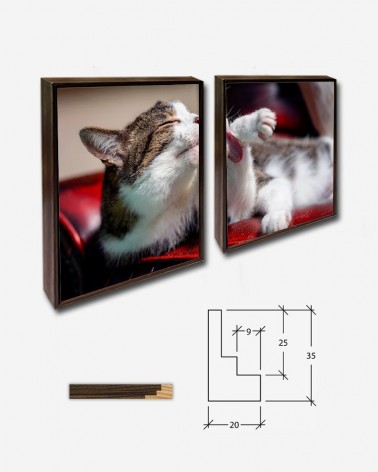 Duo Gato doméstico